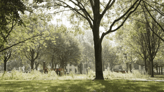 An image of park with lush green trees and buildings off in the distance