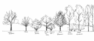 Hand drawn sketch of different trees.