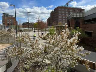 An image of the pathway in Aire Park being used by a cyclist in the background, in the foreground a white blossom tree in bloom covers the bottom of the image