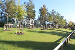 An image of trees lined up in rows, being supported by posts