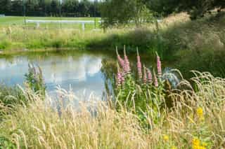 An image of Lupine plants and long grass on the side of a pond