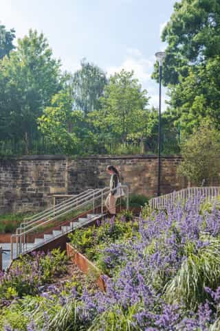 Steps down in to Angel Meadows which are surrounded by bright purple planting and a historic stone wall.