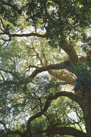 An image of a large tree in Standish